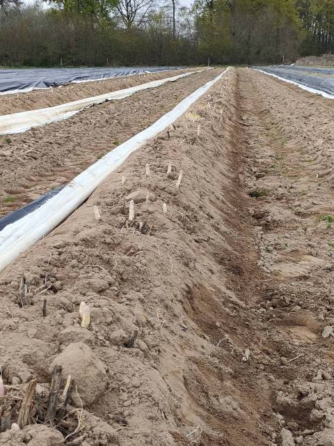 asperges, nouvelle rcolte