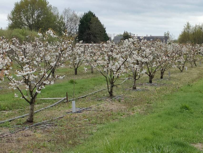 cerisiers en fleurs